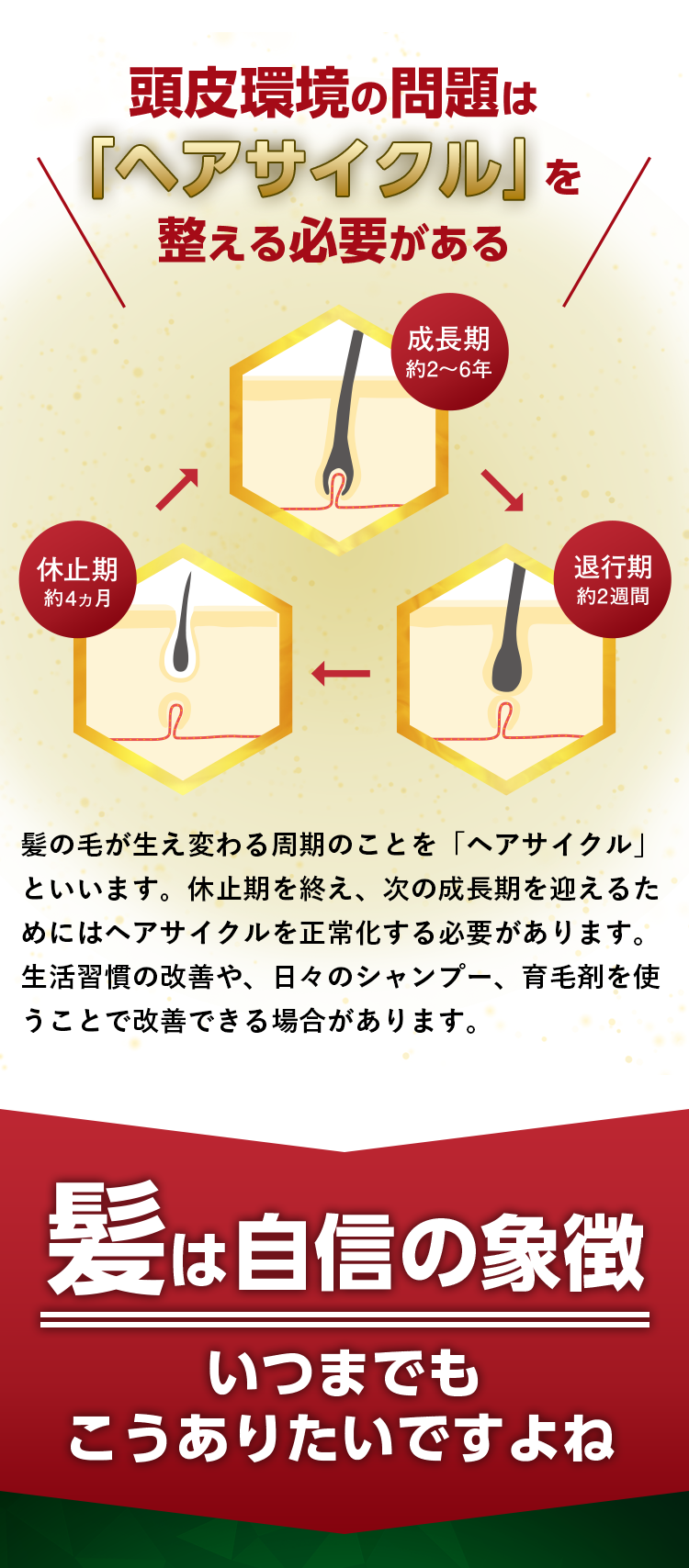 頭皮環境の問題はヘアサイクルを整える必要がある