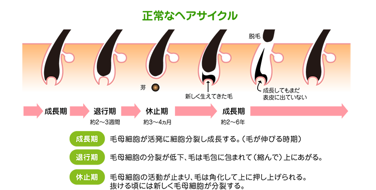 正常な育毛ヘアサイクル